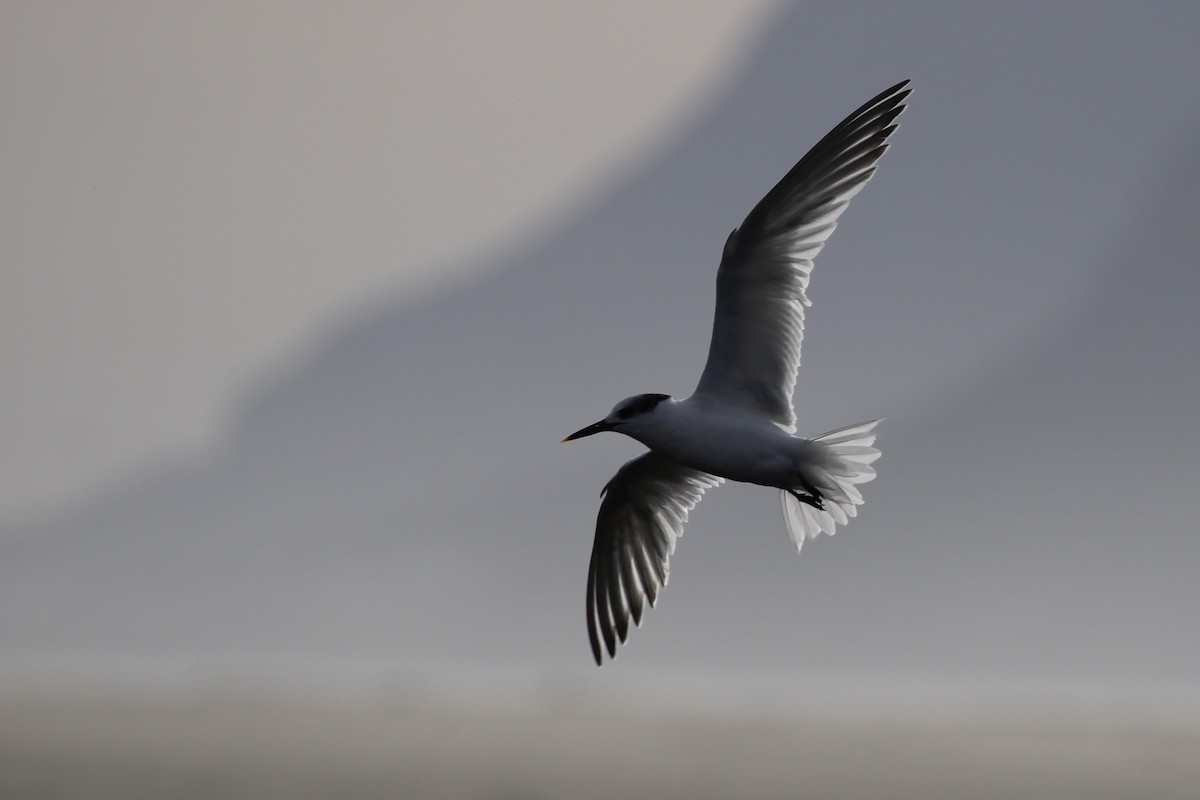 Sandwich Tern (Eurasian) - ML642207006