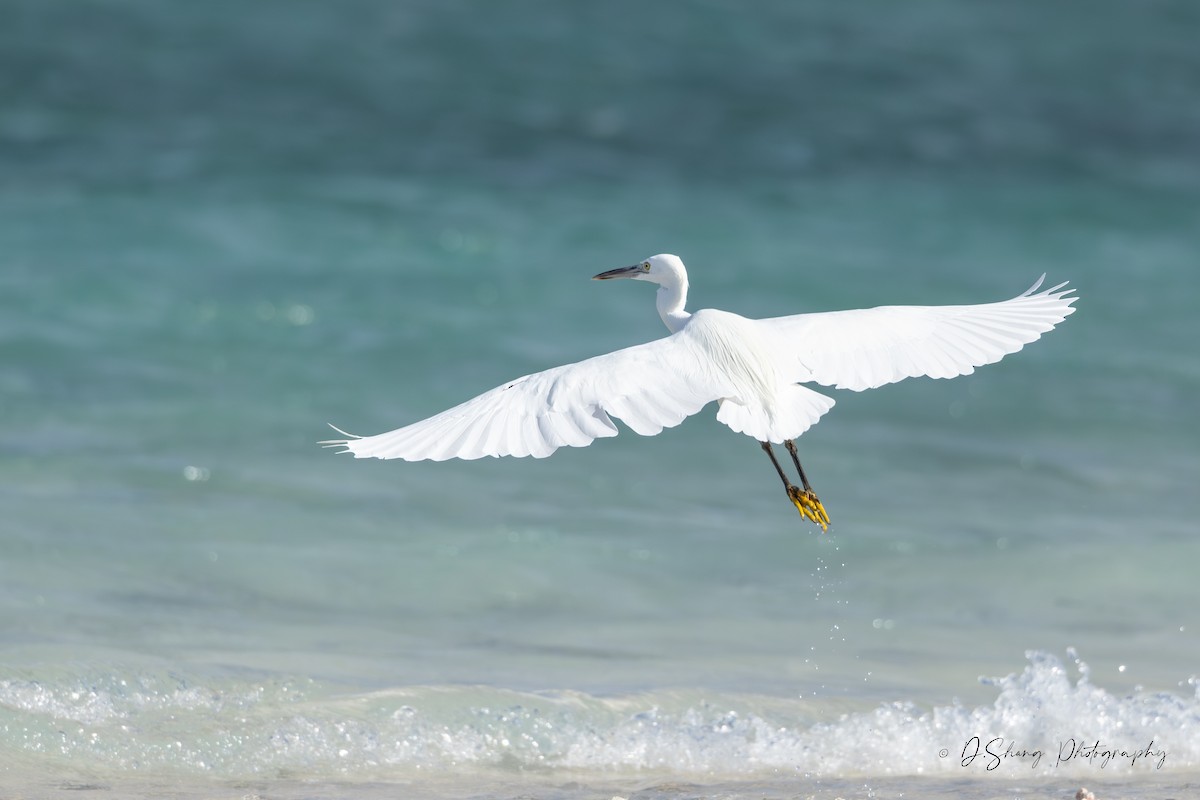 Pacific Reef-Heron - ML642207016