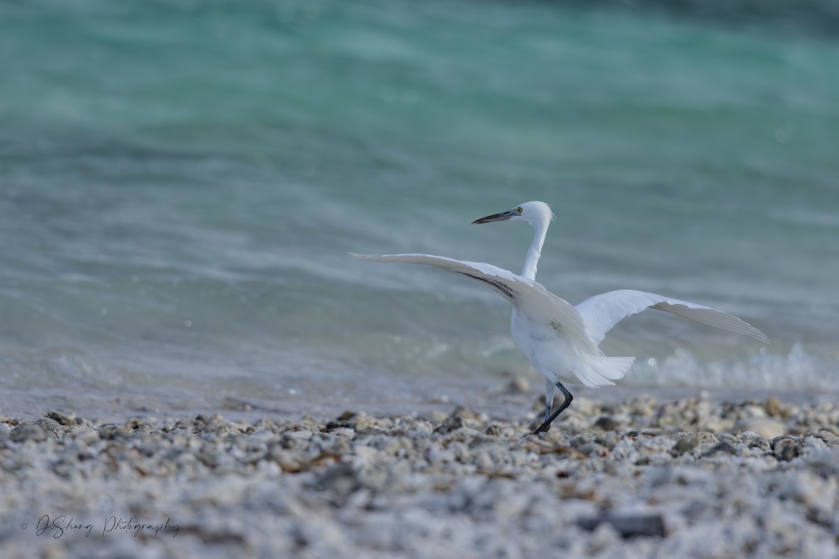 Pacific Reef-Heron - ML642207018