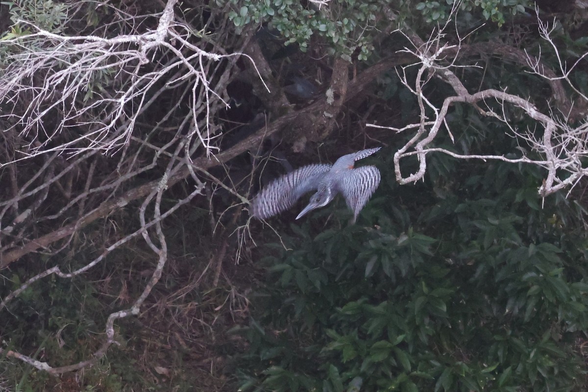 Giant Kingfisher - ML642207052