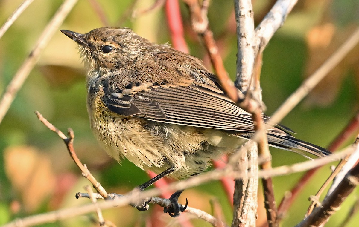 Yellow-rumped Warbler (Myrtle) - ML642207061