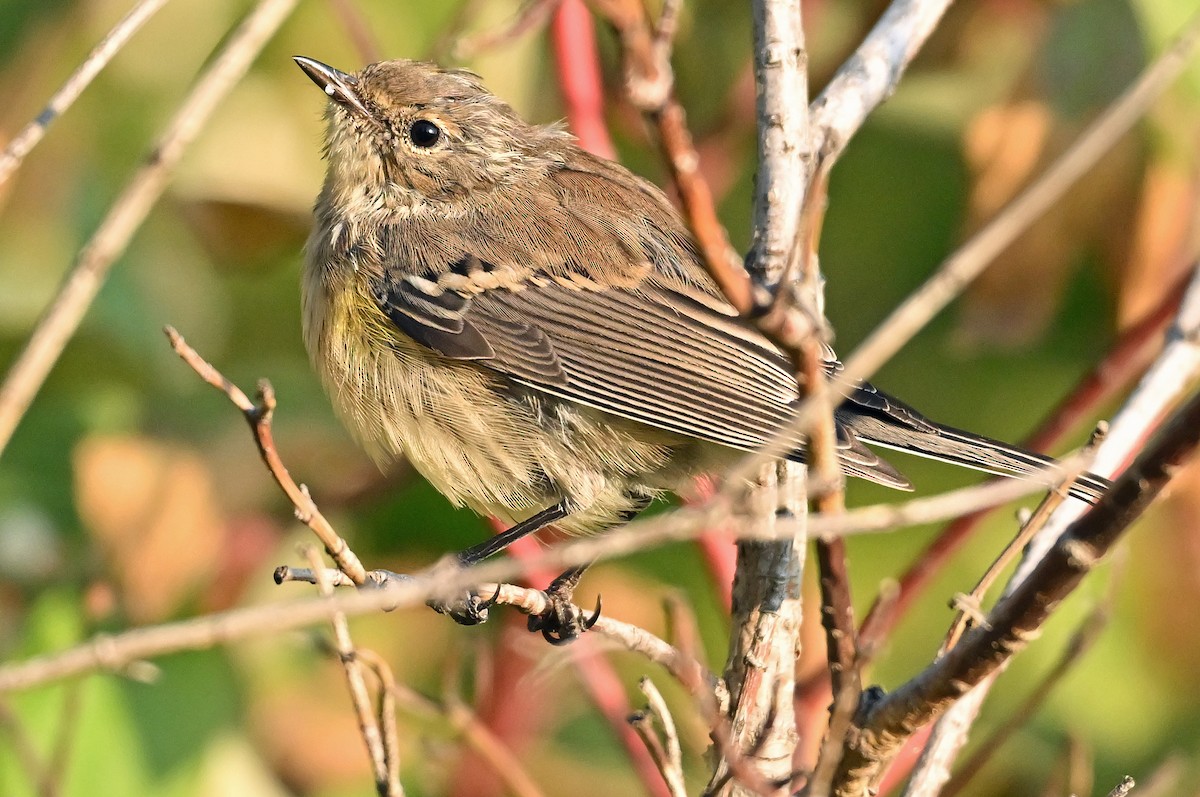 Yellow-rumped Warbler (Myrtle) - ML642207064