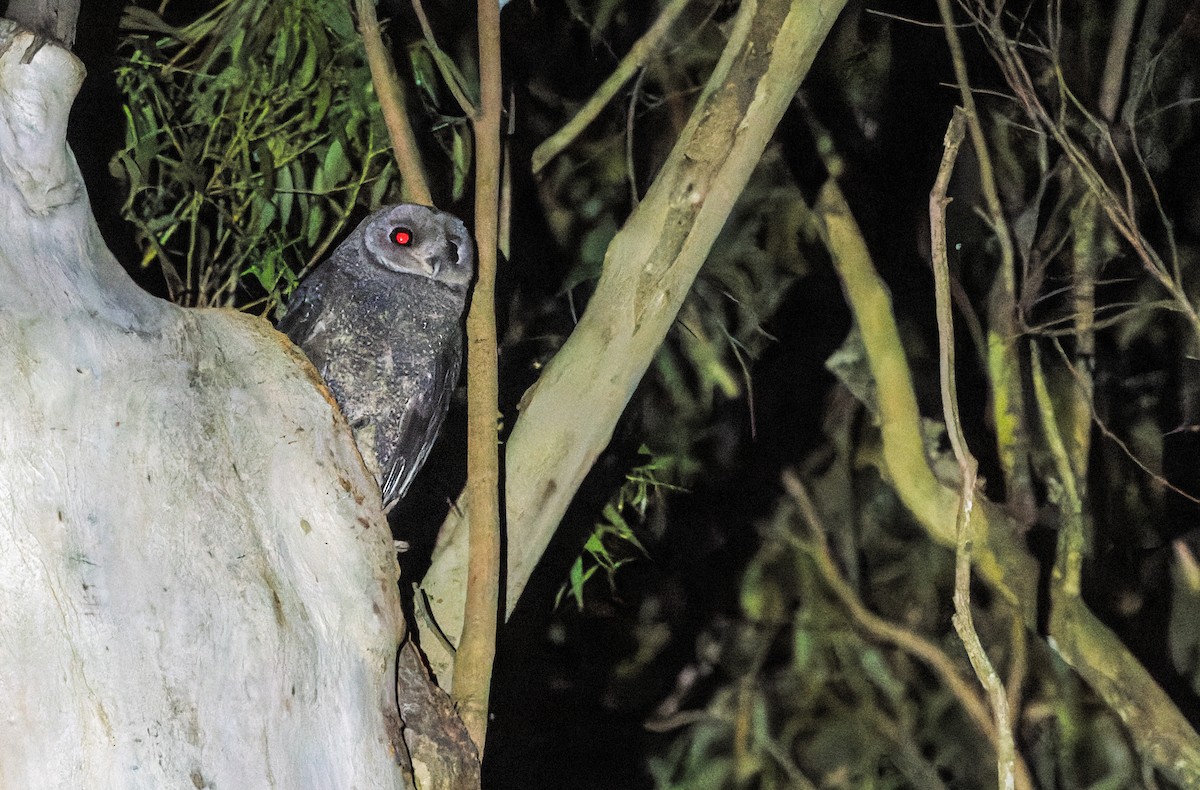 Sooty Owl - ML642207065