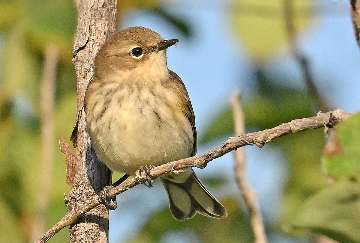 Yellow-rumped Warbler (Myrtle) - ML642207067