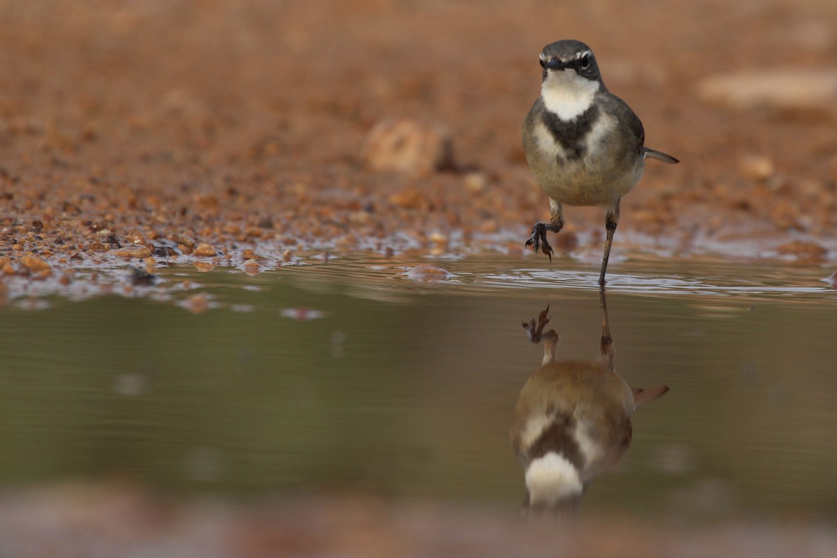Cape Wagtail - ML642207068