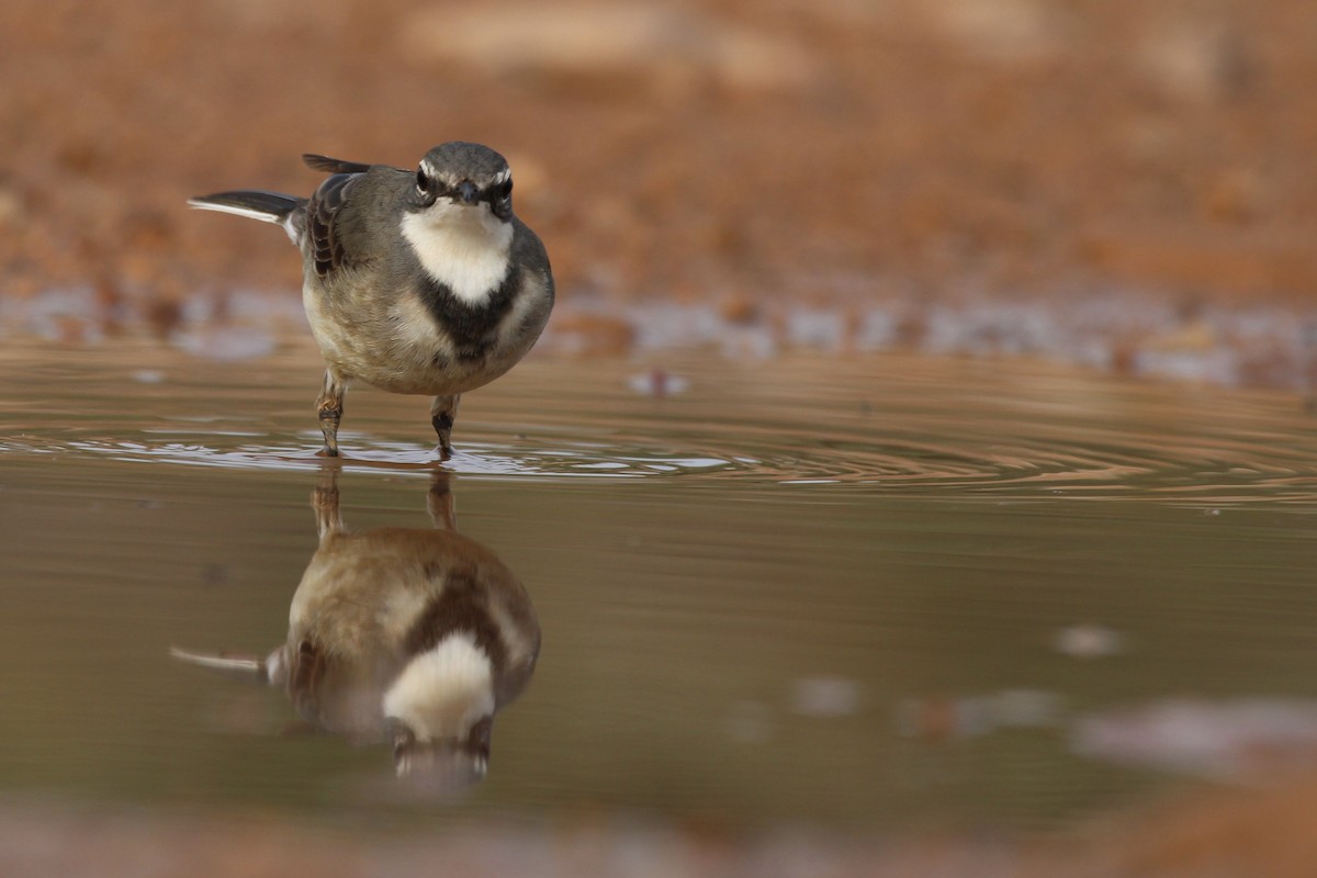 Cape Wagtail - ML642207069