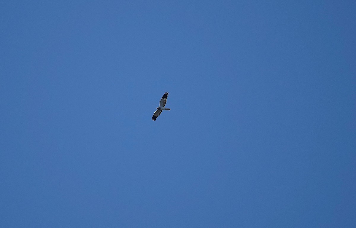 Саарал хулд - ML642207073