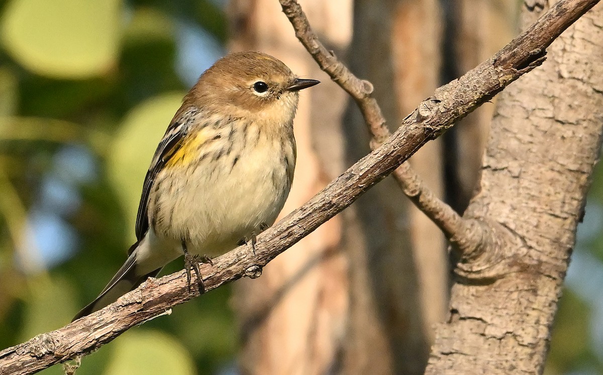 Yellow-rumped Warbler (Myrtle) - ML642207074