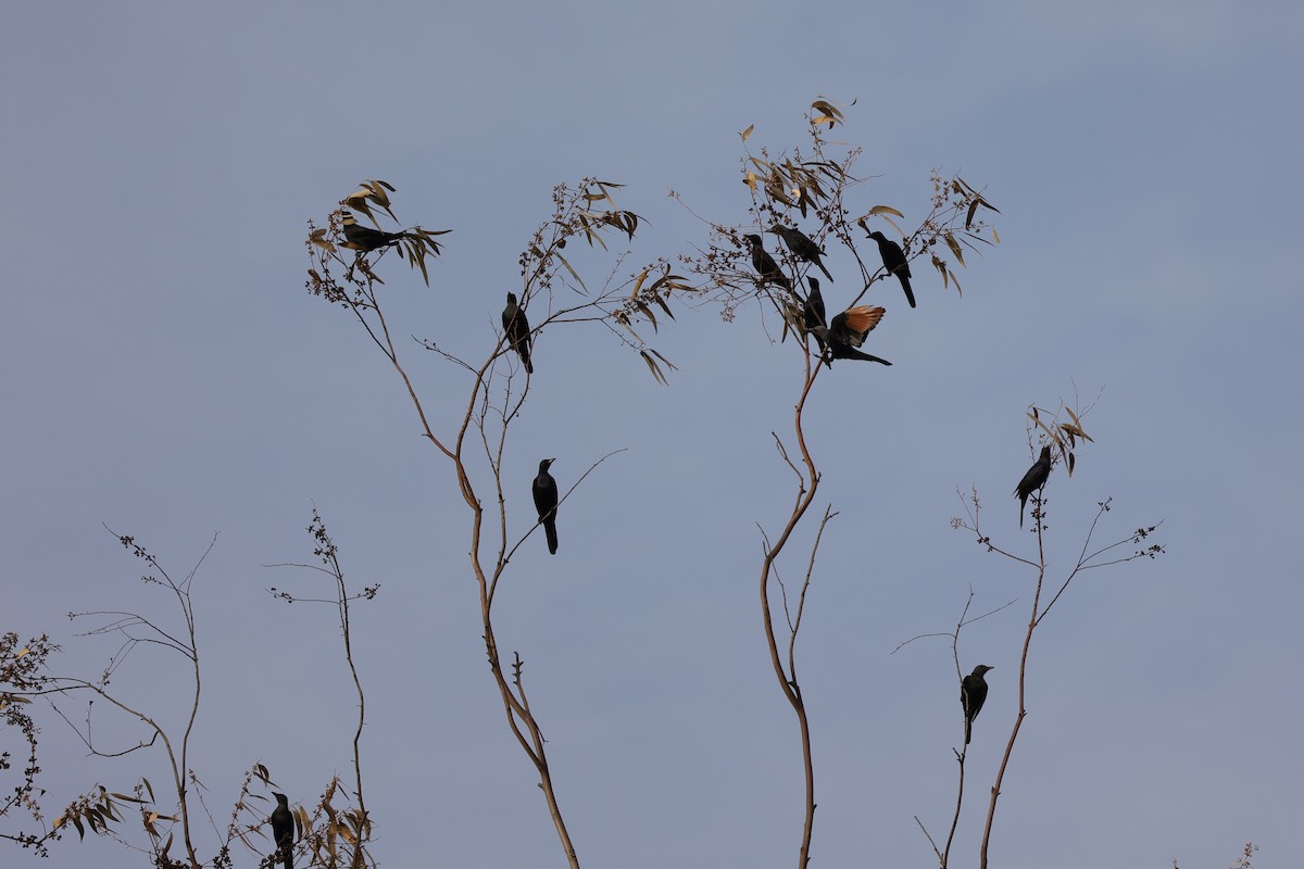 Red-winged Starling - ML642207076