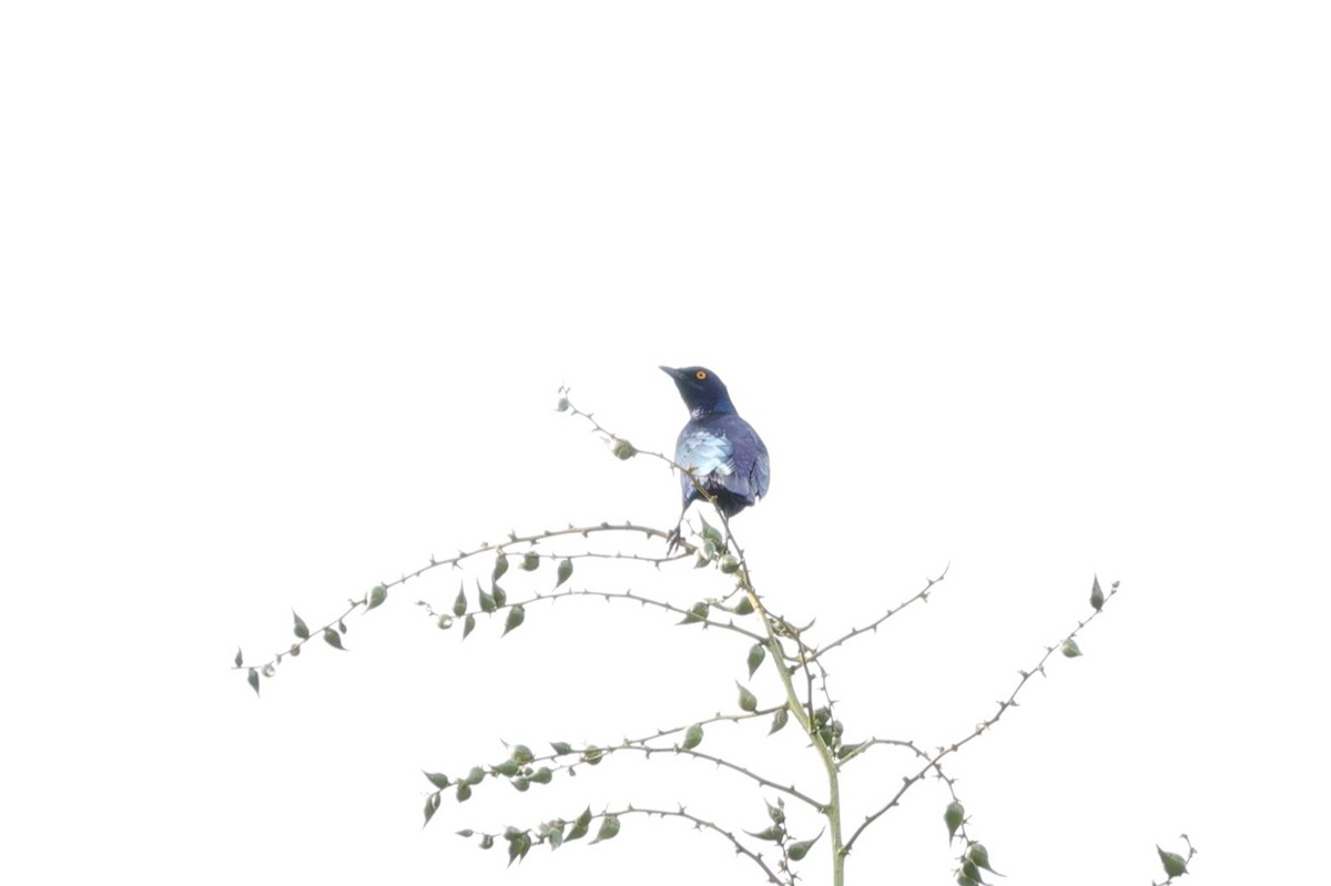 Cape Starling - ML642207080