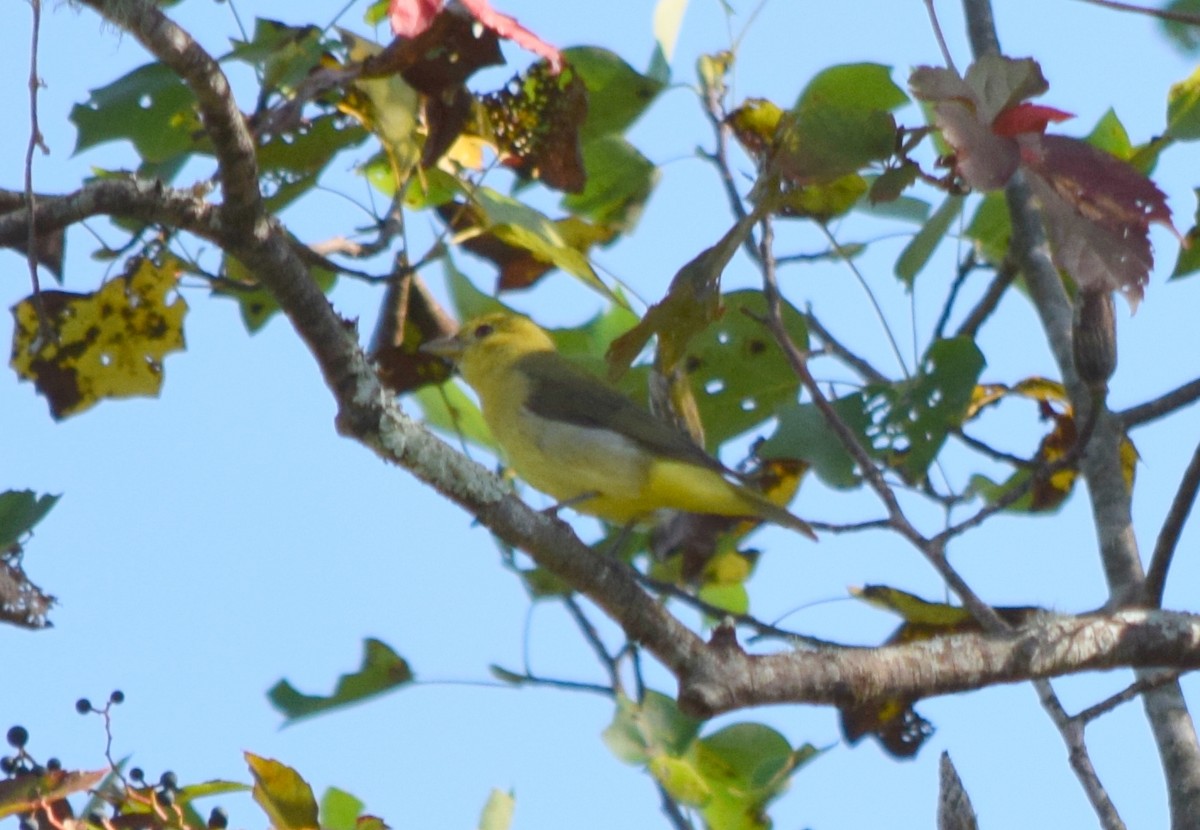 Scarlet Tanager - ML642207082