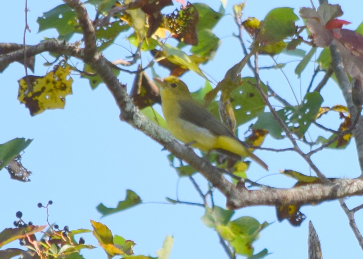 Scarlet Tanager - ML642207083