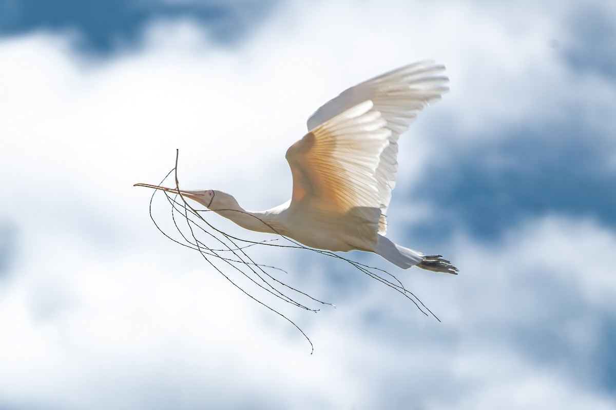 Yellow-billed Spoonbill - ML642207084