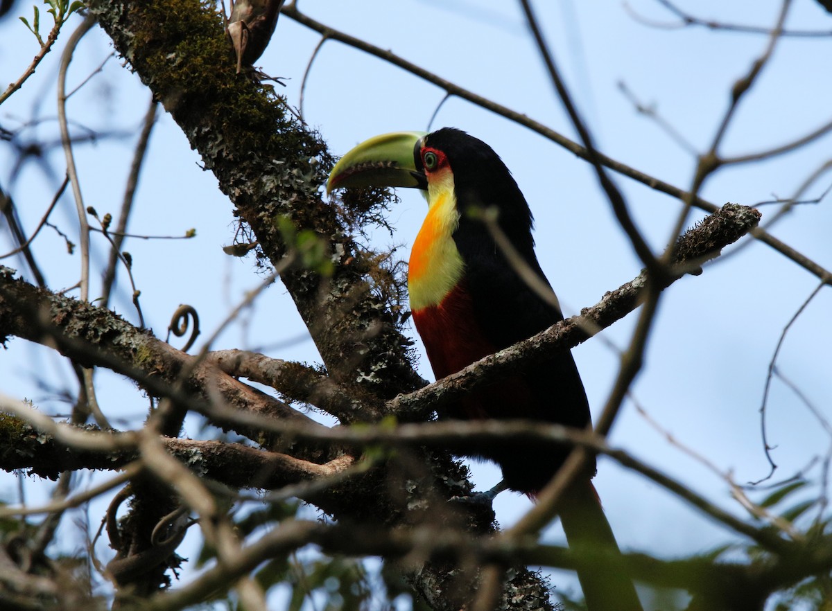 Red-breasted Toucan - ML642207088