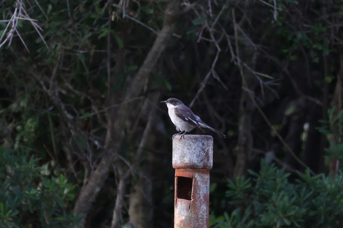Fiscal Flycatcher - ML642207089