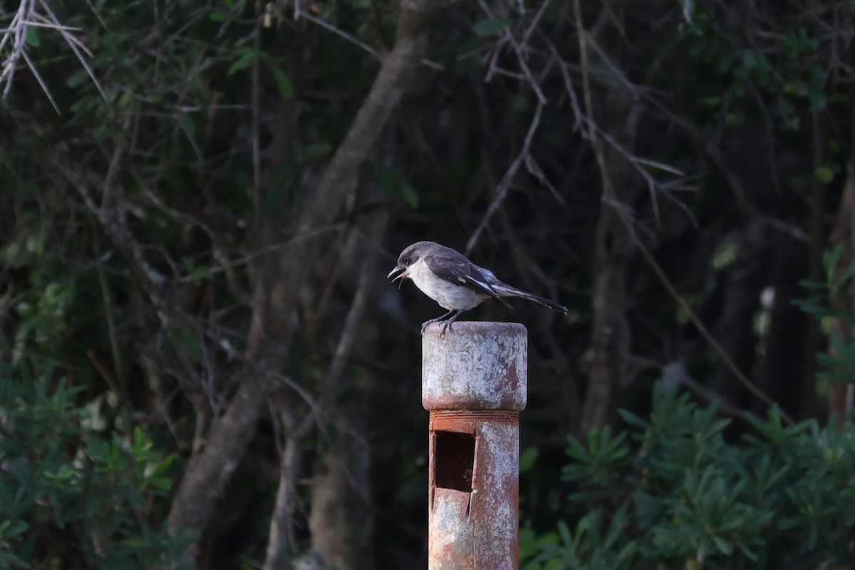 Fiscal Flycatcher - ML642207090