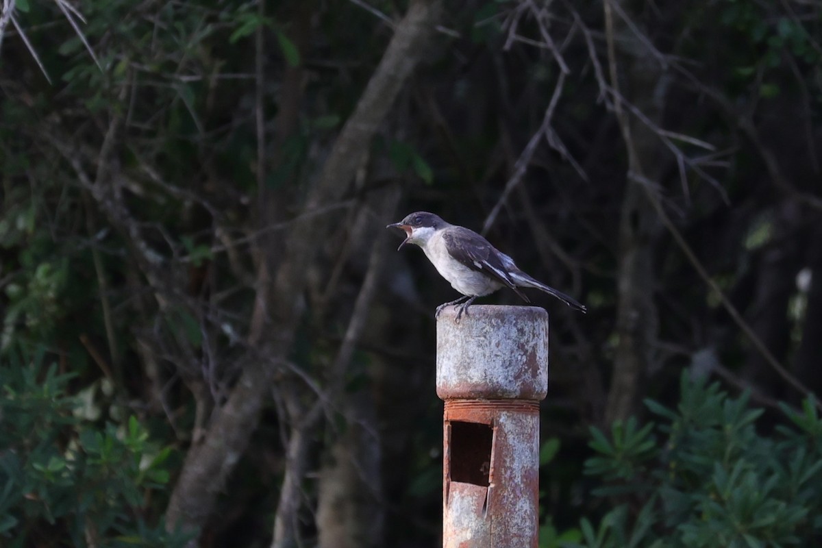 Fiscal Flycatcher - ML642207091
