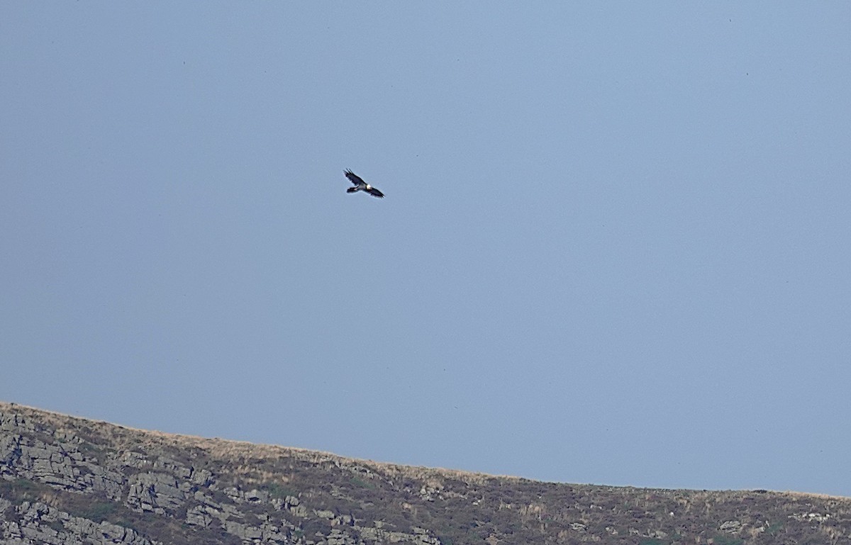 Bearded Vulture - ML642207128