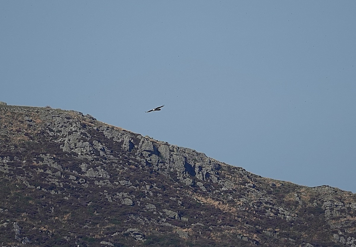 Bearded Vulture - ML642207129