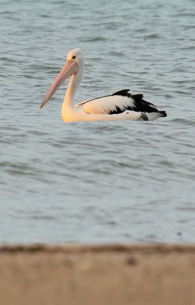 Australian Pelican - ML642207135
