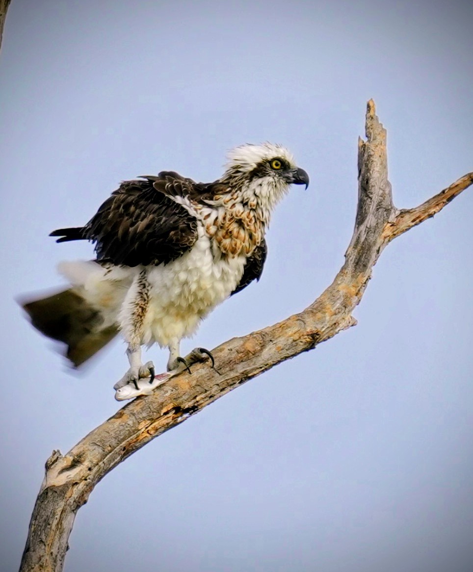 魚鷹 - ML642207146