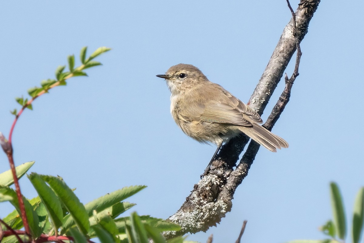 עלווית חומה (קווקזית) - ML642207160