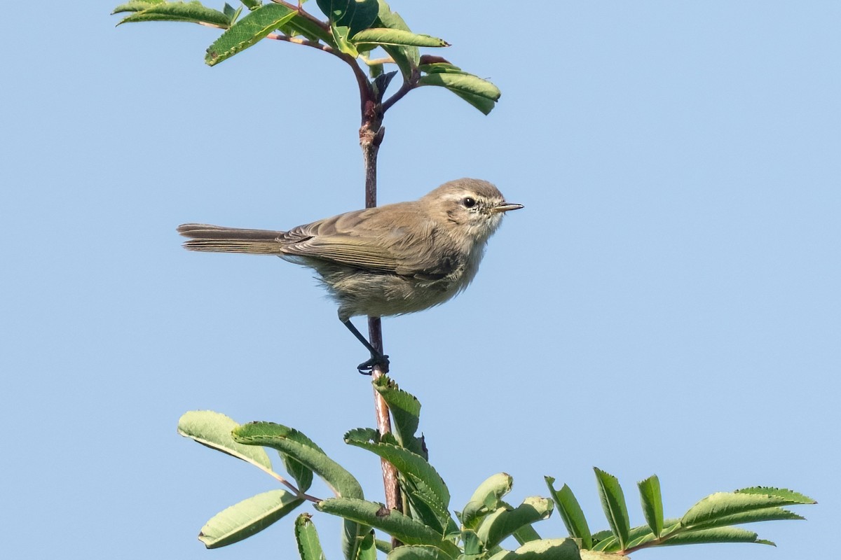Mountain Chiffchaff (Caucasian) - ML642207161
