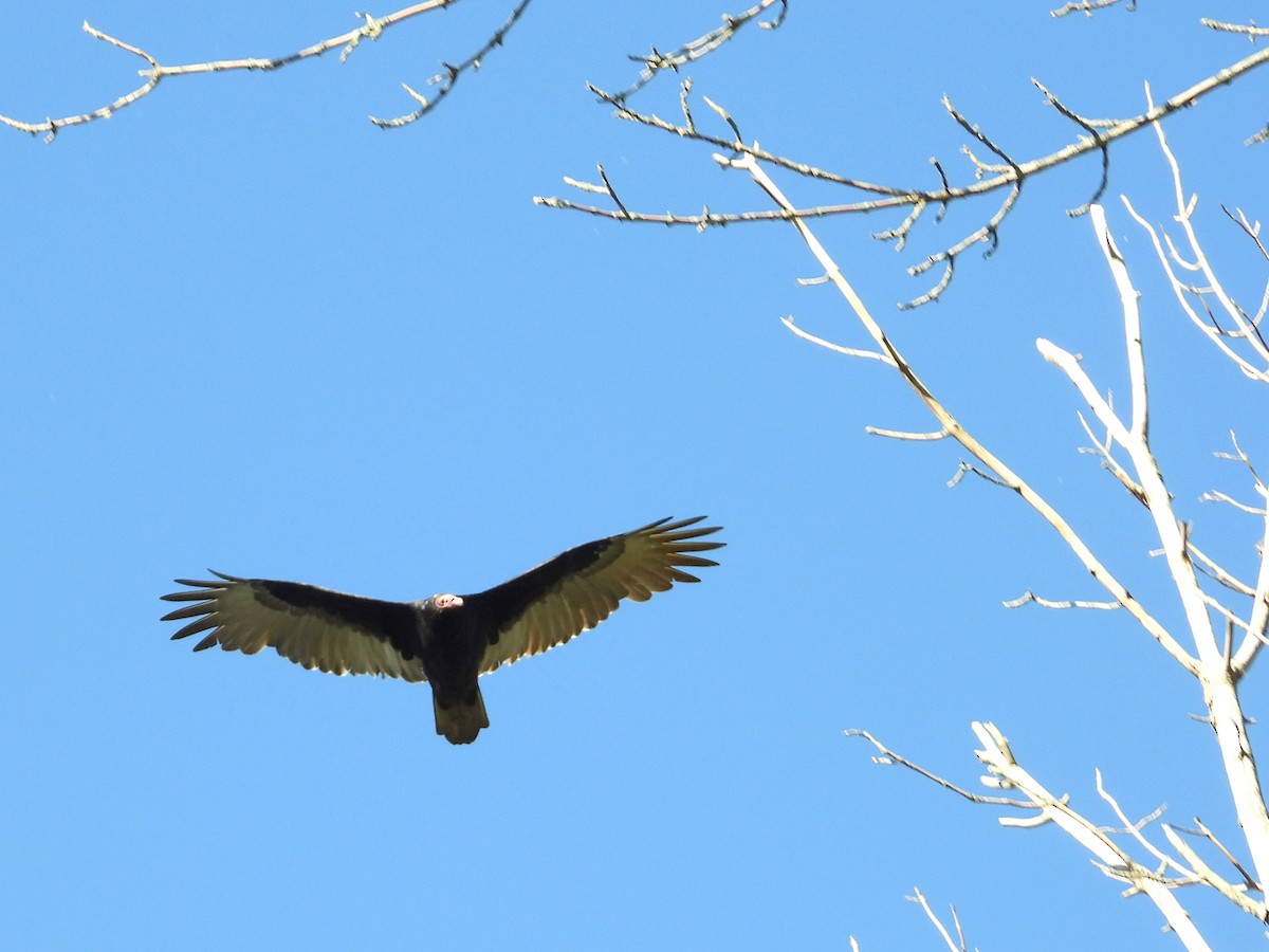 Turkey Vulture - ML642207163