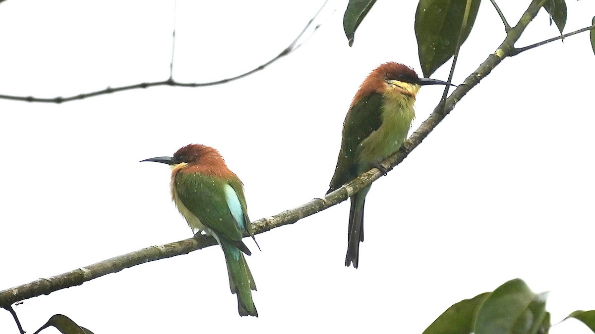 Chestnut-headed Bee-eater - ML642207167