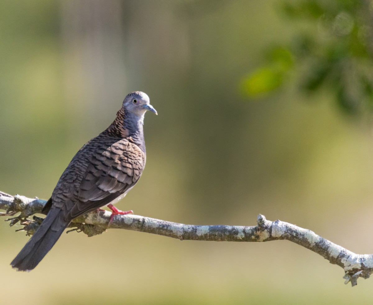 Bar-shouldered Dove - ML642207170