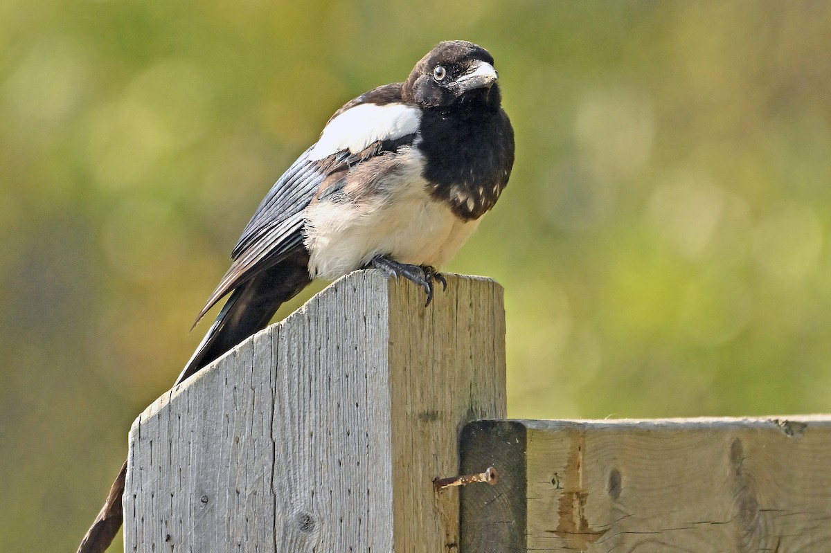 Black-billed Magpie - ML642207177