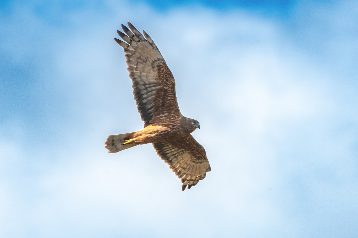 Swamp Harrier - ML642207178
