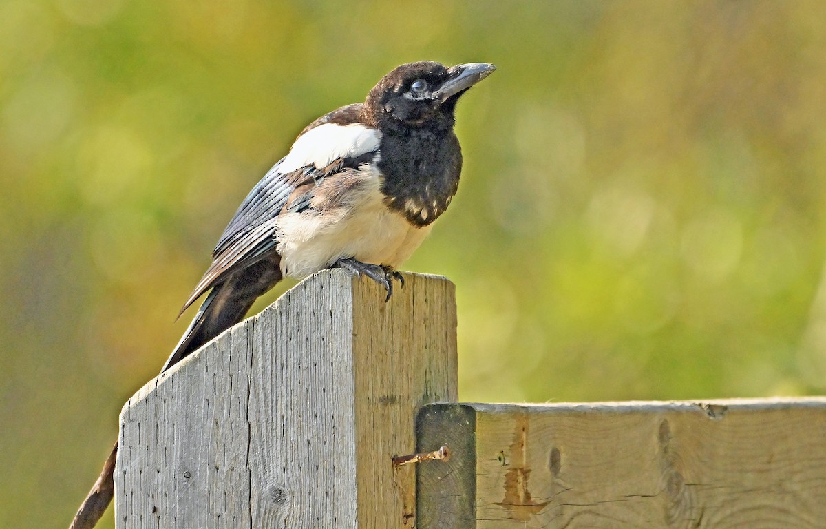 Black-billed Magpie - ML642207179