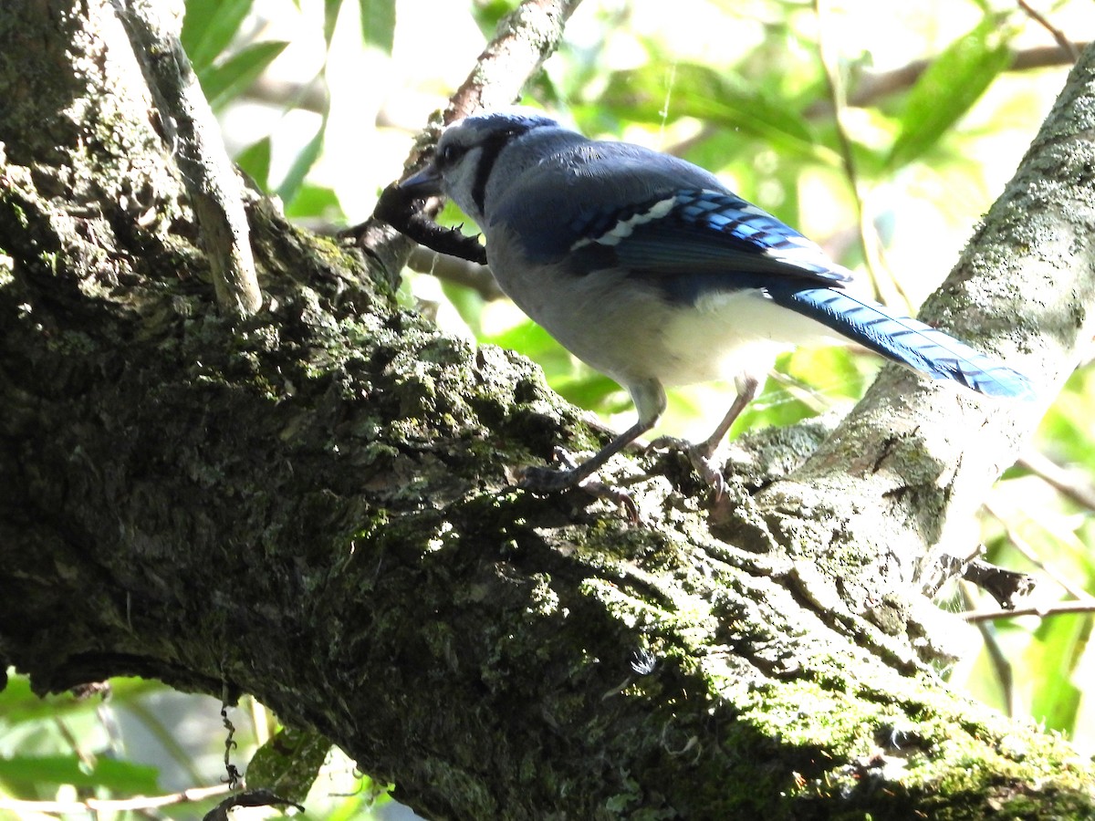 Blue Jay - ML642207186