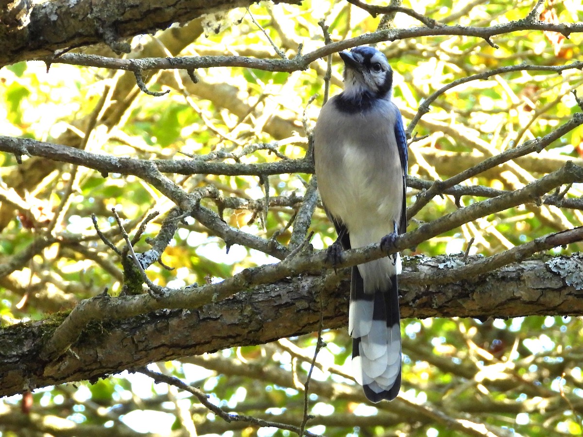 Blue Jay - ML642207189