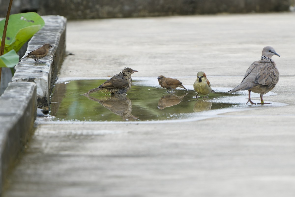 Plain-backed Sparrow - ML642207190