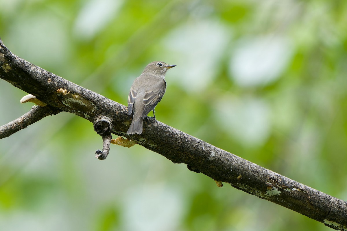 Asian Brown Flycatcher (Northern) - ML642207194