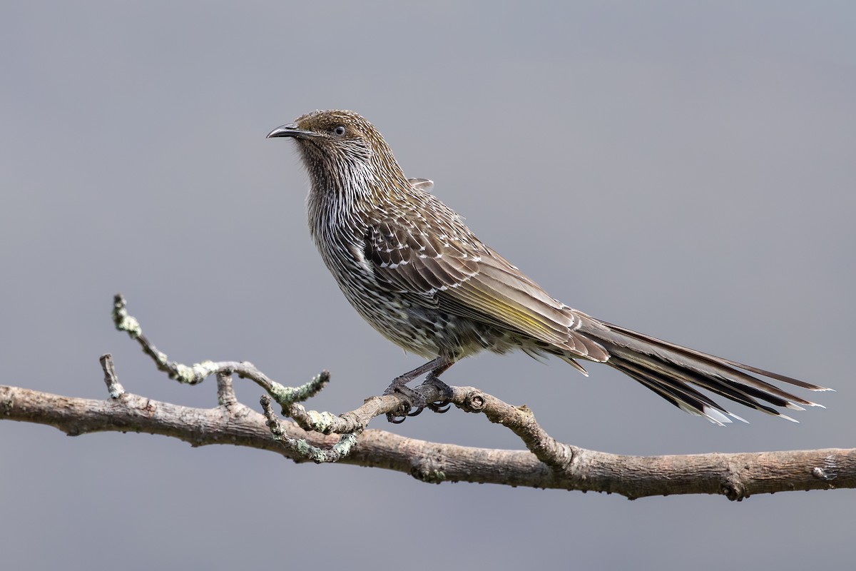 Little Wattlebird - ML642207199
