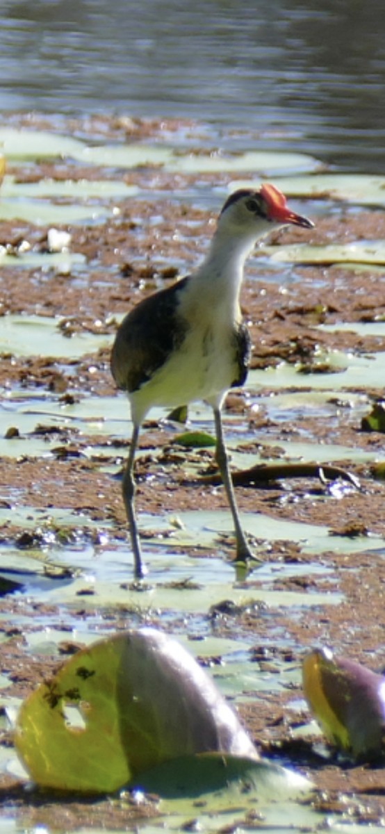 Comb-crested Jacana - ML642207209