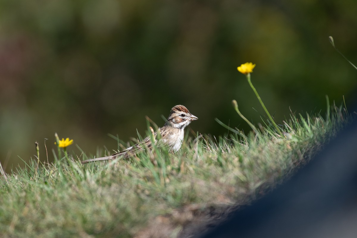 Lark Sparrow - ML642207211