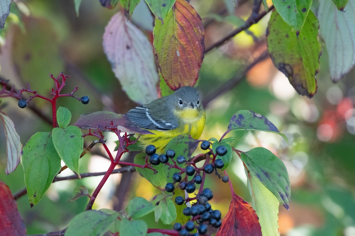 Magnolia Warbler - ML642207217