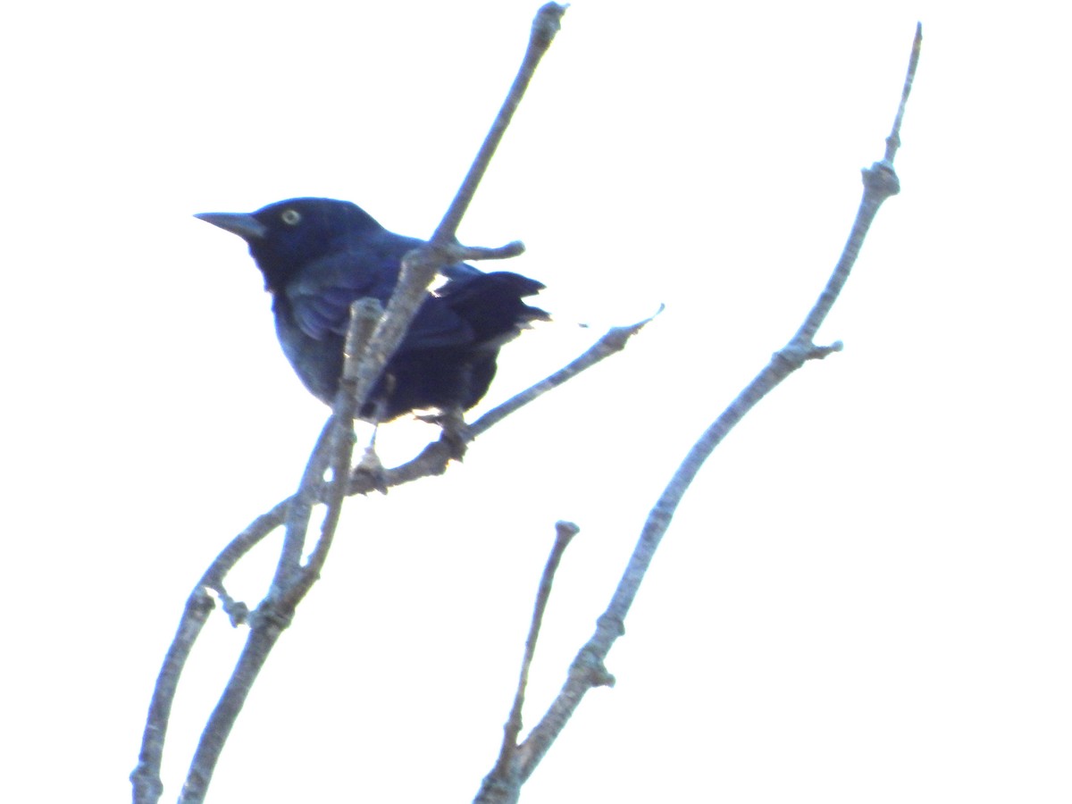 Common Grackle - ML642207219