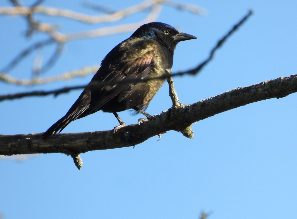 Common Grackle - ML642207220