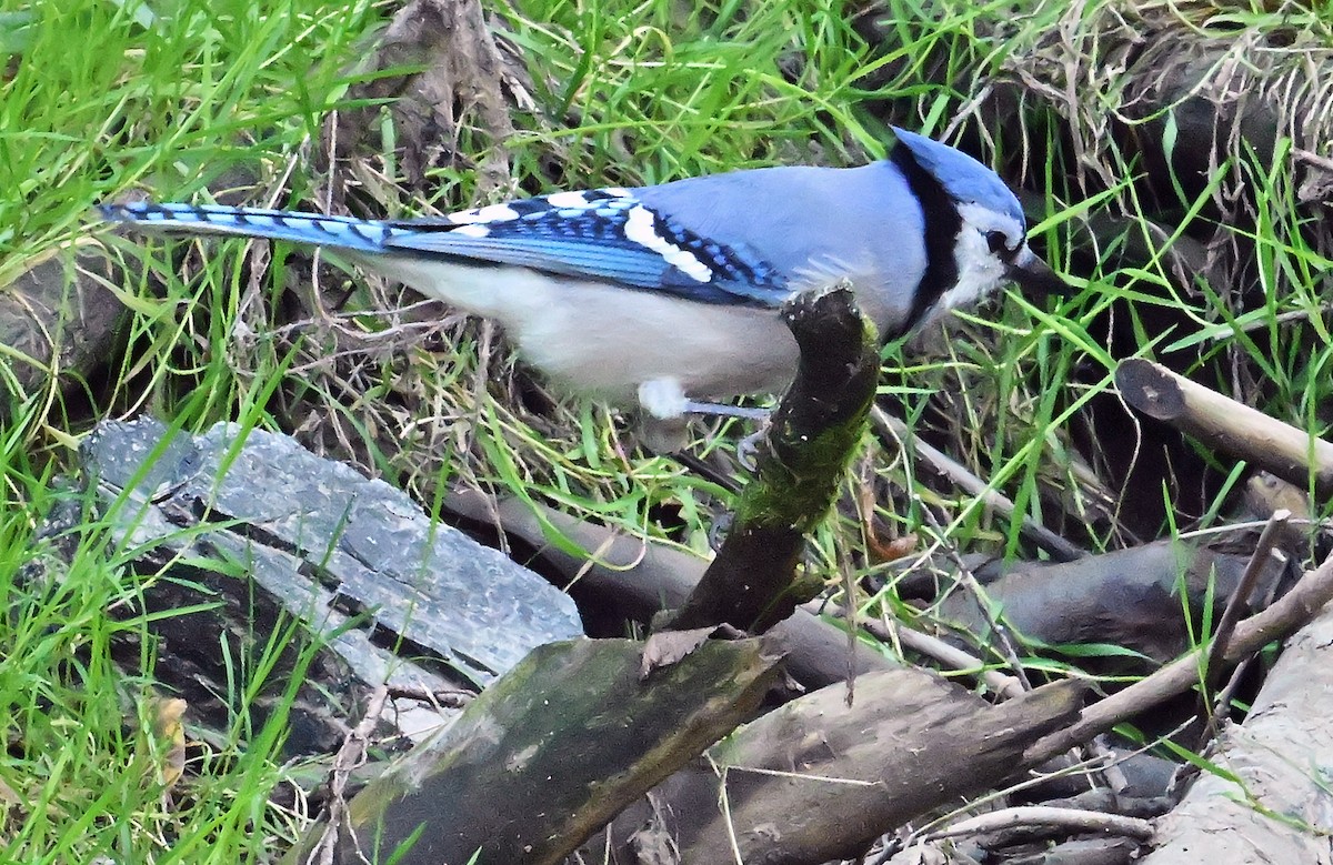 Blue Jay - ML642207224