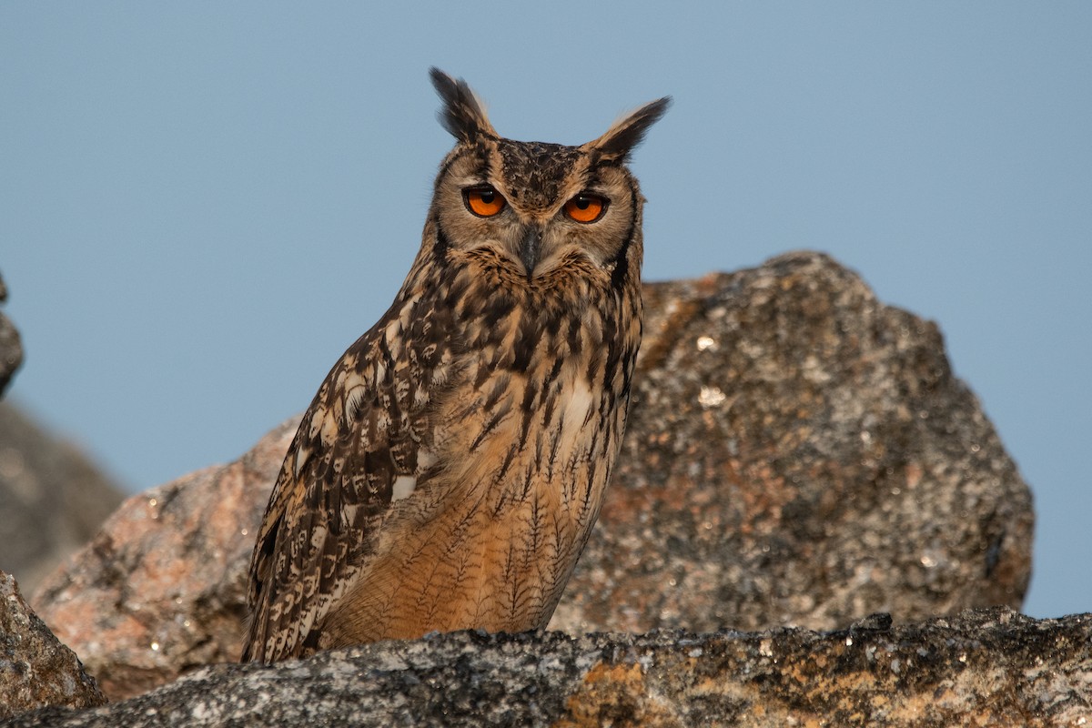 Rock Eagle-Owl - ML642207226