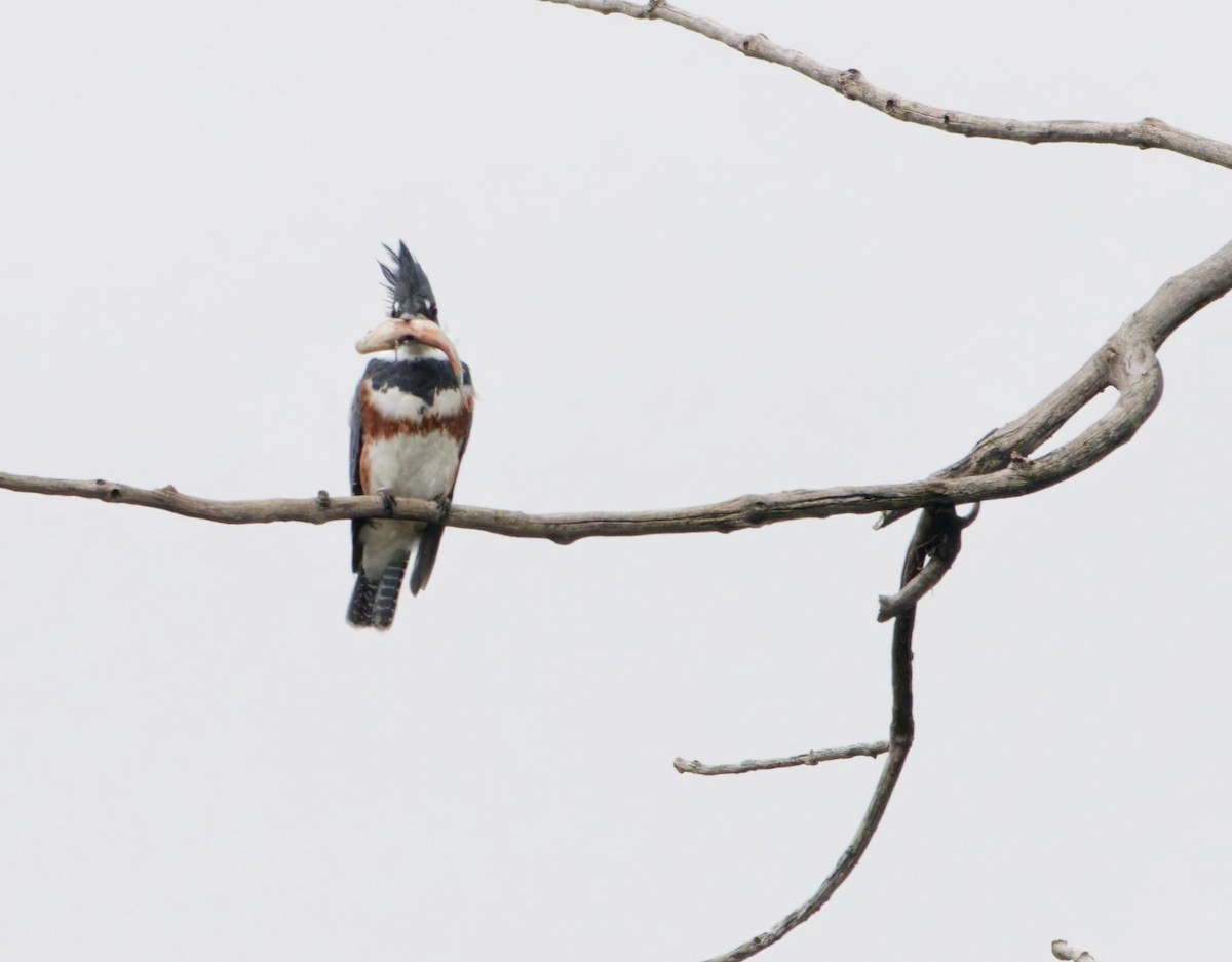 Belted Kingfisher - ML642207227
