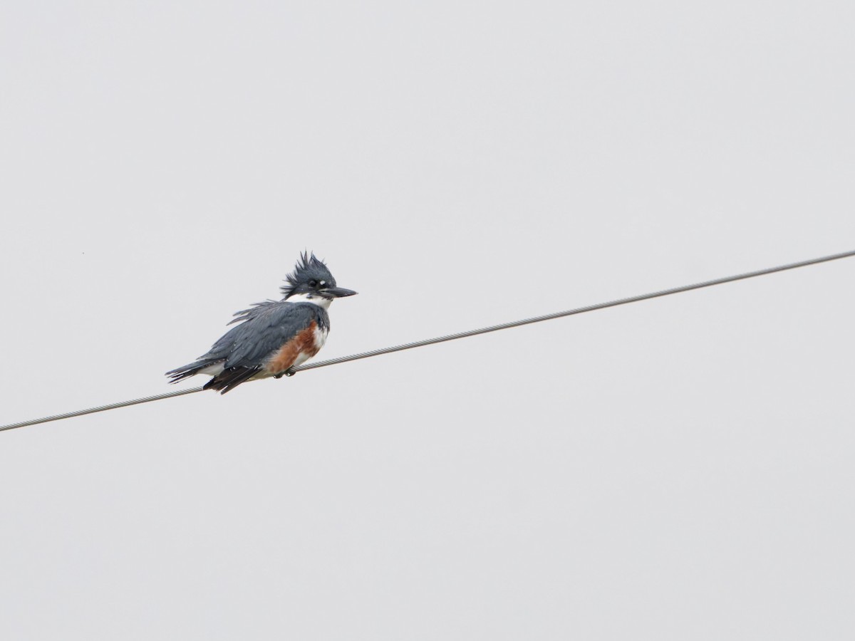 Belted Kingfisher - ML642207228