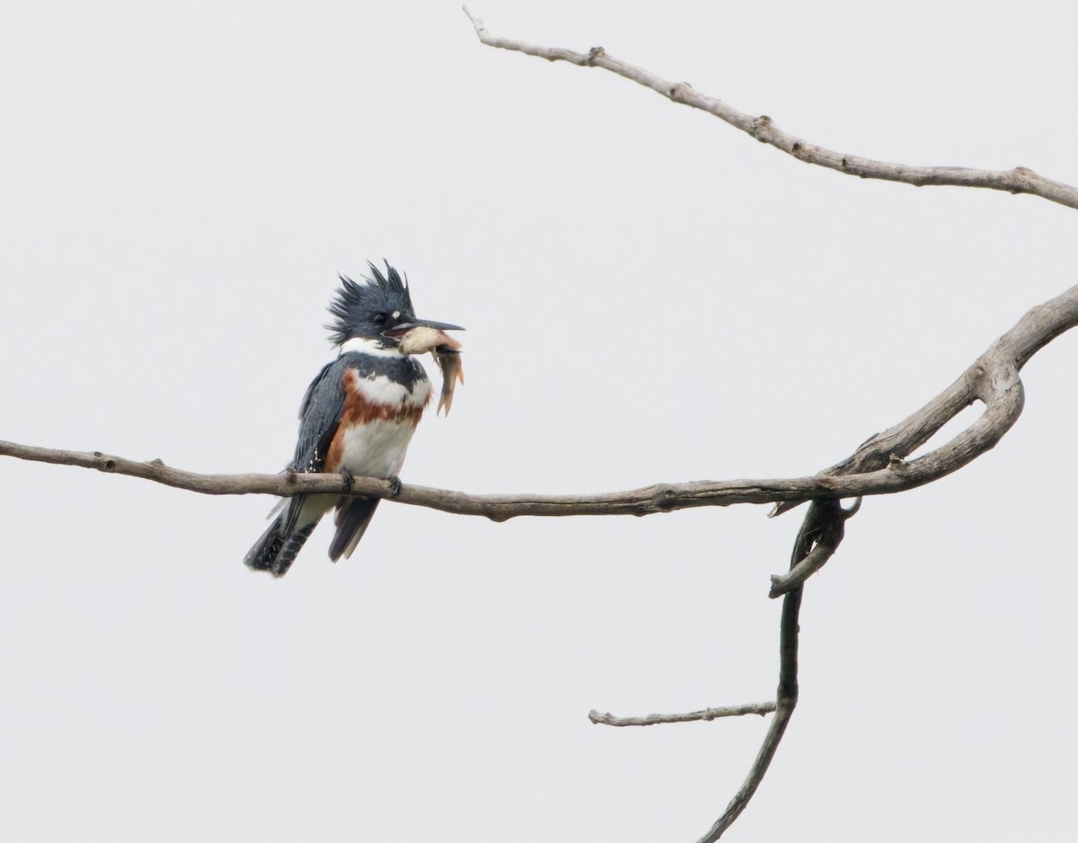 Belted Kingfisher - ML642207229