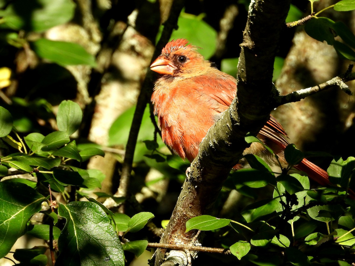 Northern Cardinal - ML642207232