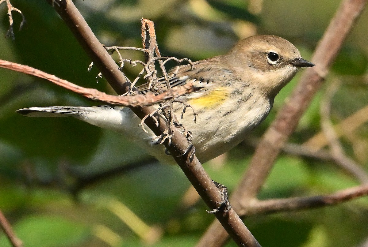 Yellow-rumped Warbler (Myrtle) - ML642207234